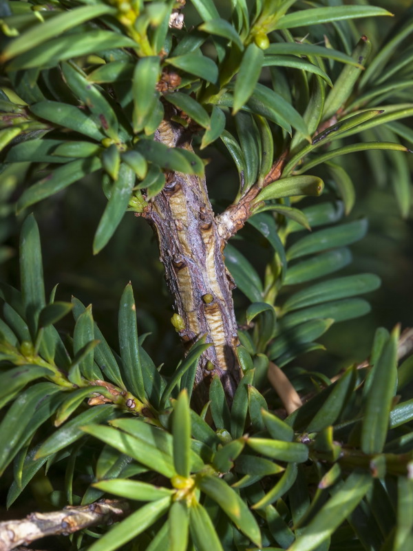 Taxus baccata.02