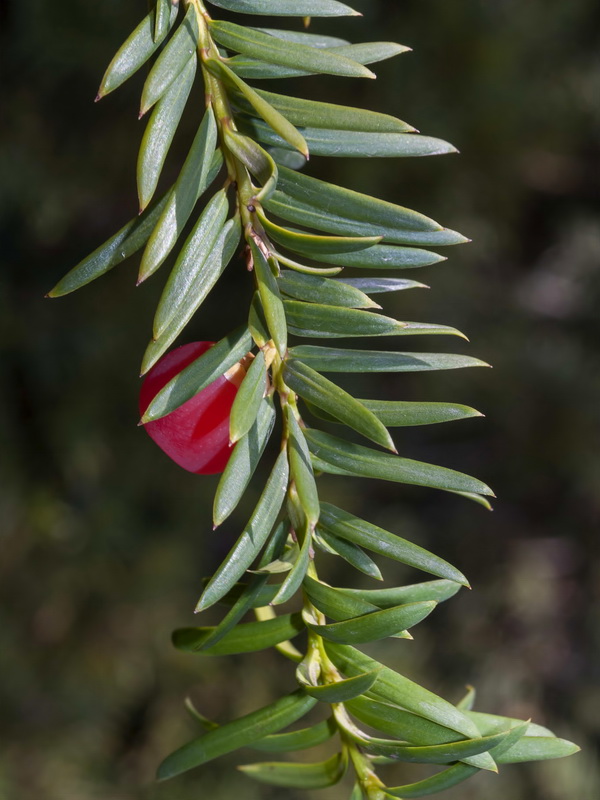 Taxus baccata.04