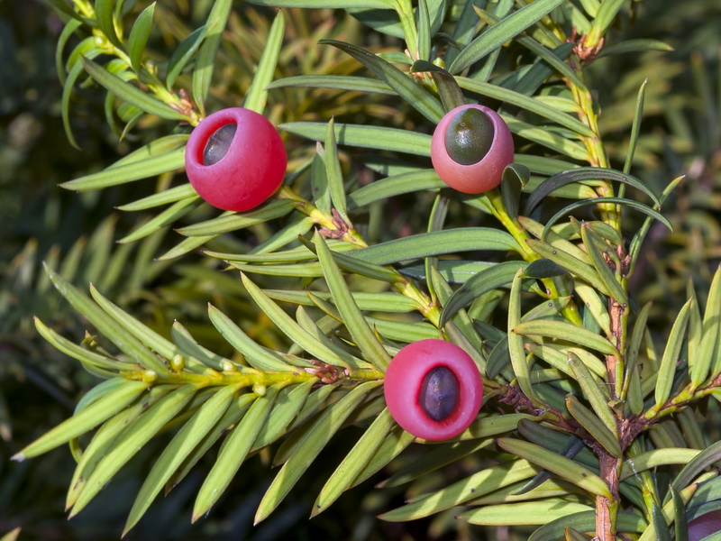 Taxus baccata.05