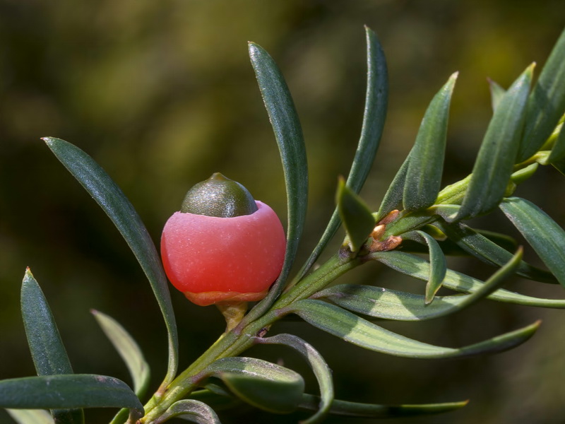 Taxus baccata.06
