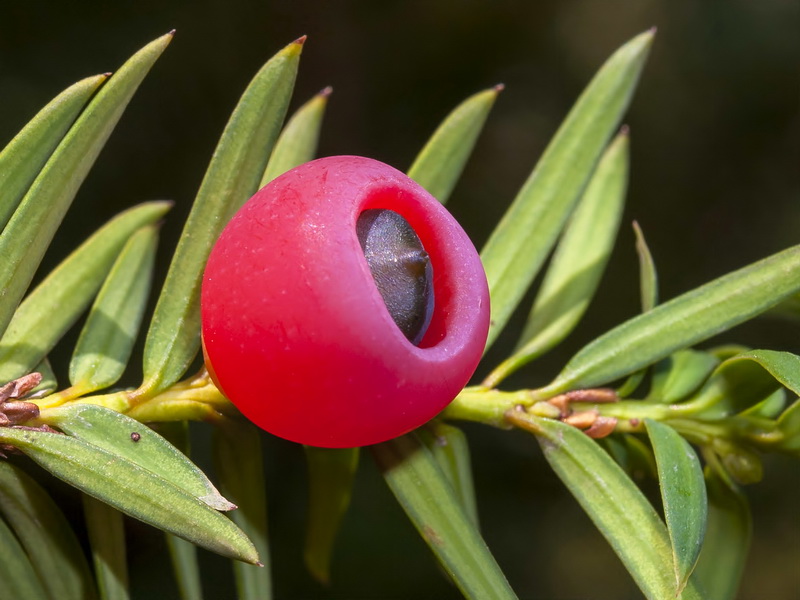 Taxus baccata.07