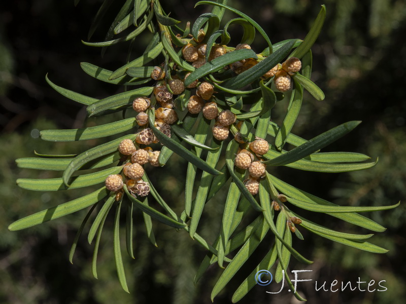 Taxus baccata.13