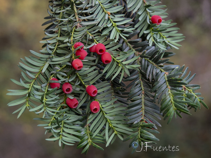 Taxus baccata.16