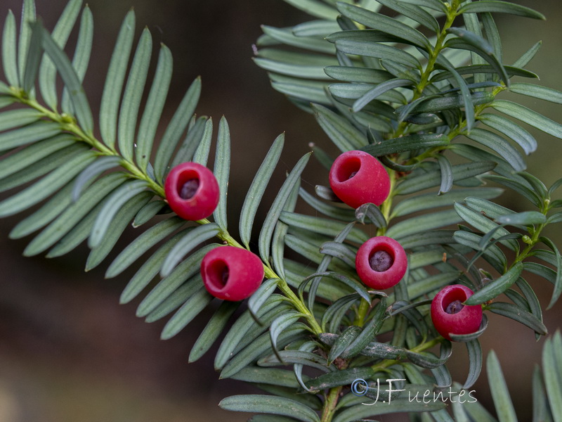 Taxus baccata.17