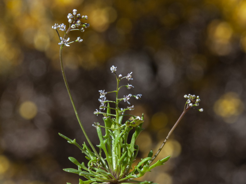 Teesdalia coronopifolia.02