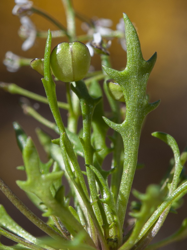 Teesdalia coronopifolia.03