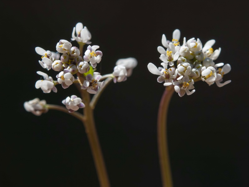 Teesdalia coronopifolia.05