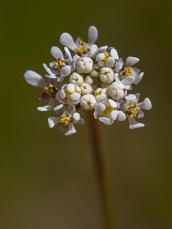 Teesdalia coronopifolia.07