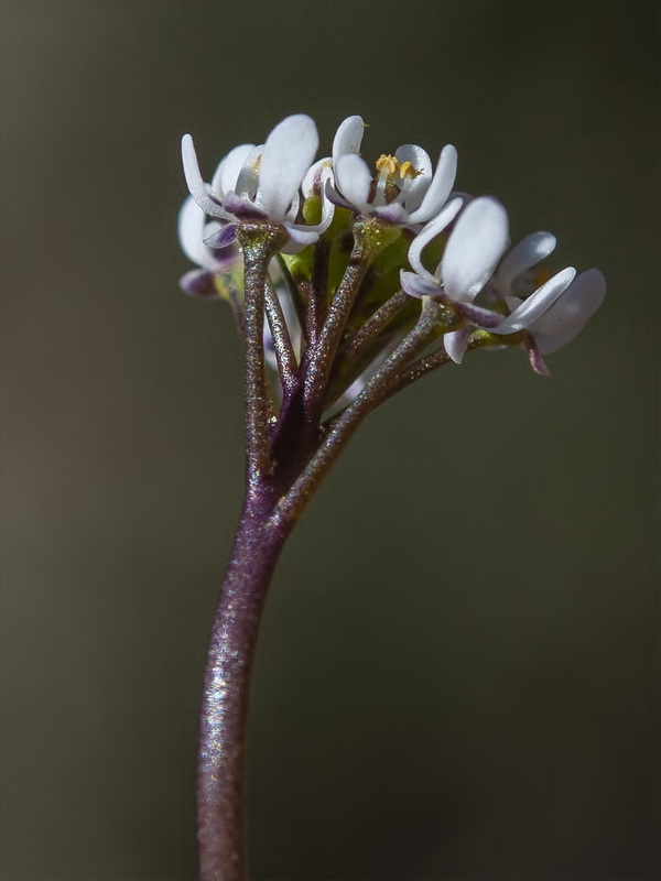 Teesdalia coronopifolia.08