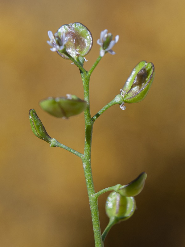 Teesdalia coronopifolia.10