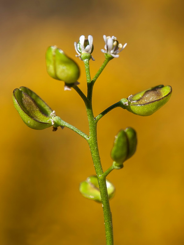 Teesdalia coronopifolia.11