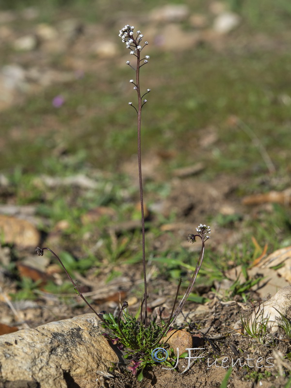 Teesdalia coronopifolia.12