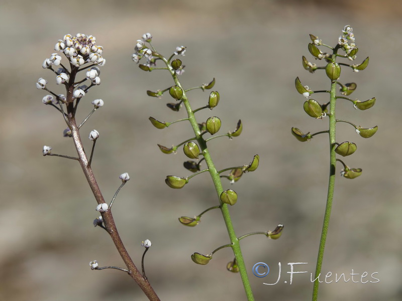Teesdalia coronopifolia.15
