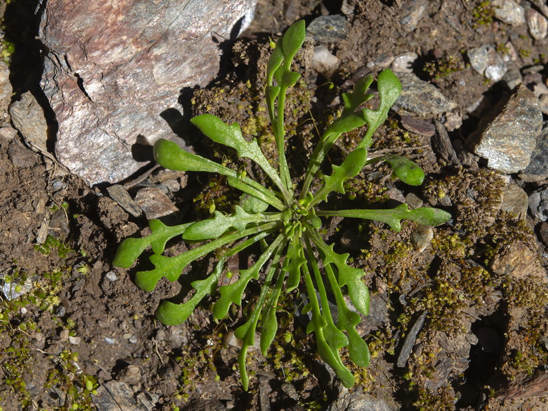 Teesdalia coronopifolia.19