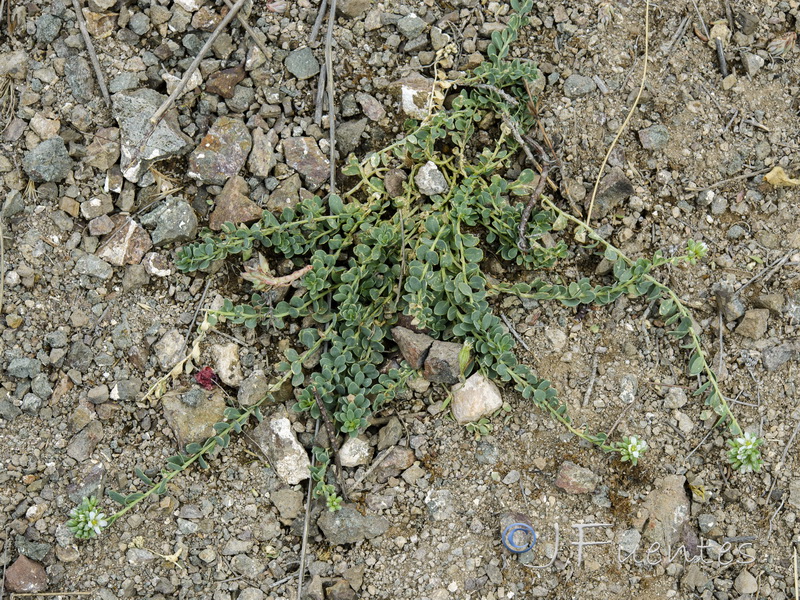 Telephium imperati imperati.01