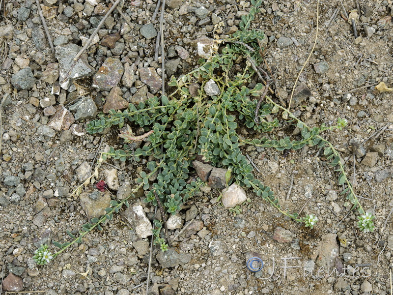 Telephium imperati imperati.01