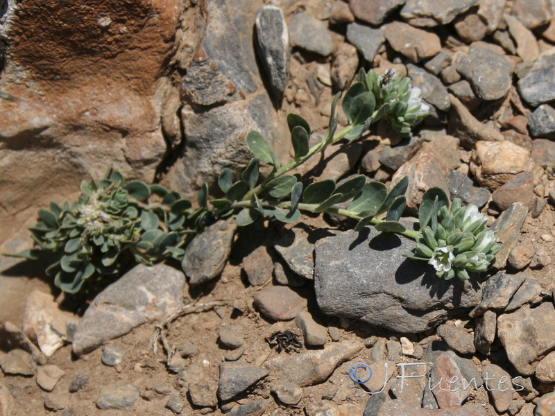 Telephium imperati imperati.02