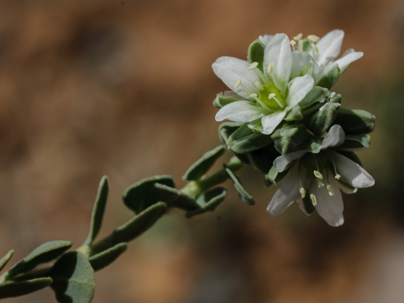 Telephium imperati imperati.11