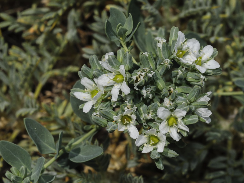 Telephium imperati imperati.15