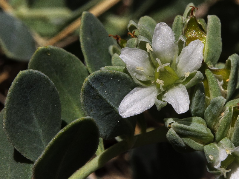 Telephium imperati imperati.16