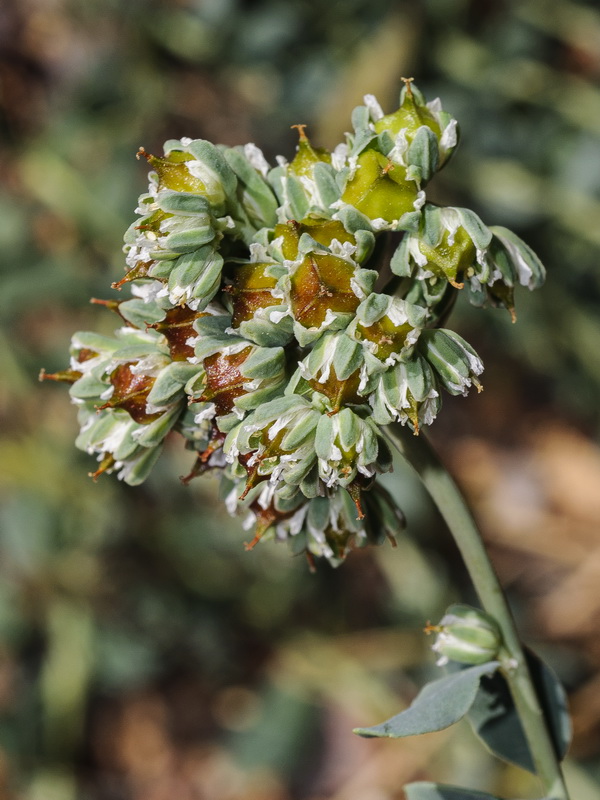 Telephium imperati imperati.18