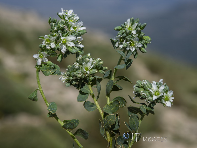 Telephium imperati imperati.20