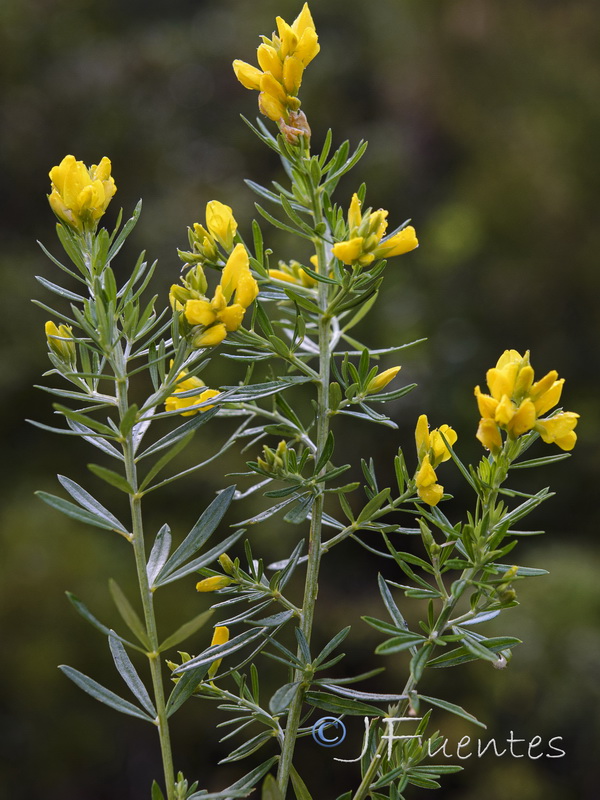 Teline linifolia linifolia.01