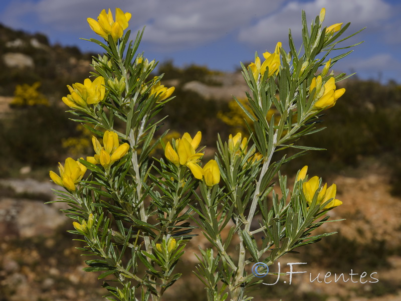 Teline linifolia linifolia.02