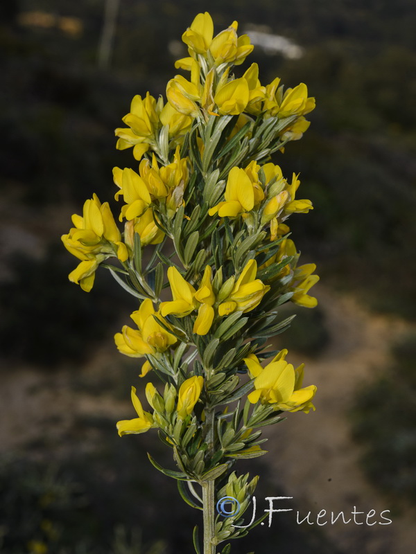 Teline linifolia linifolia.03