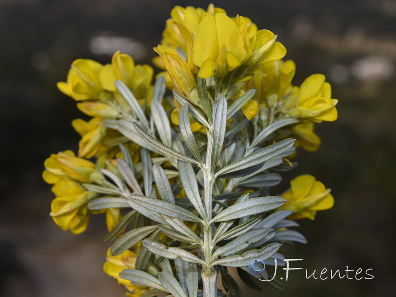 Teline linifolia linifolia.04