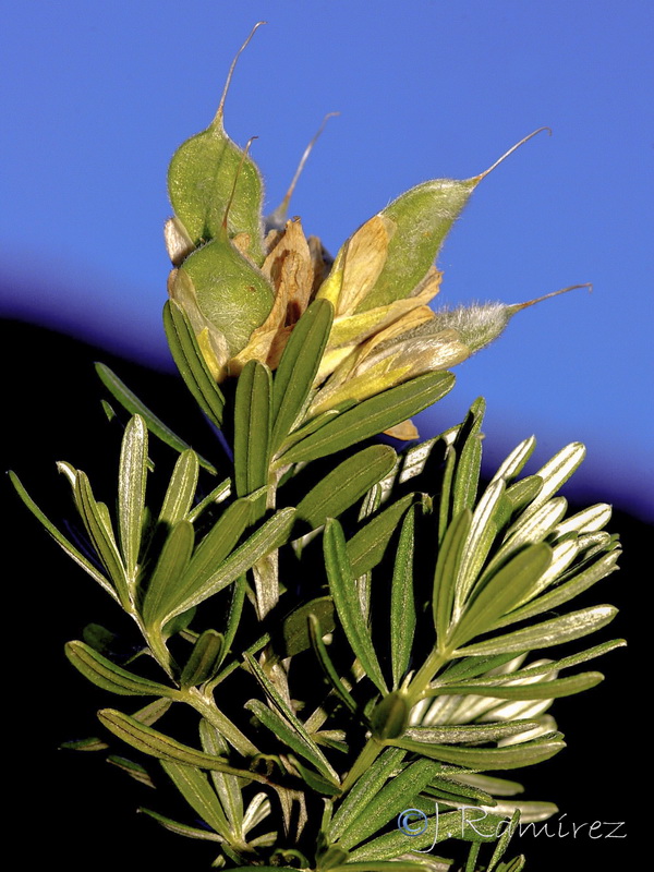 Teline linifolia linifolia.05