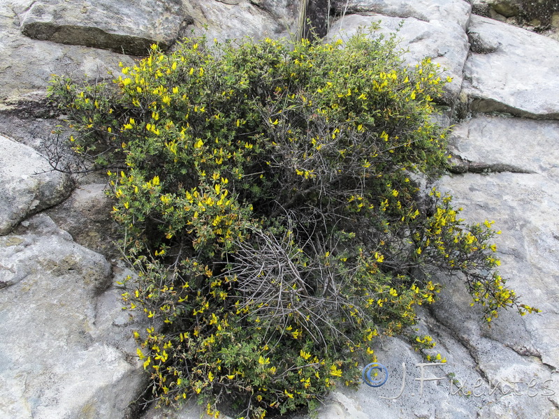 Teline tribracteolata.02