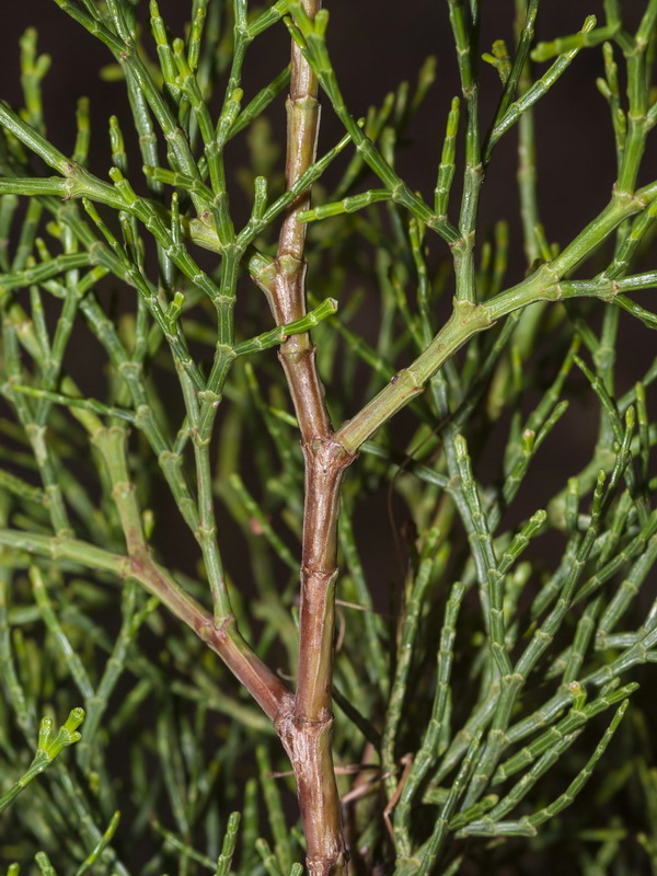 Tetraclinis articulata.03