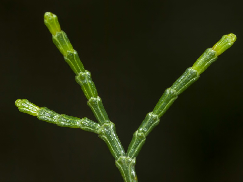 Tetraclinis articulata.05