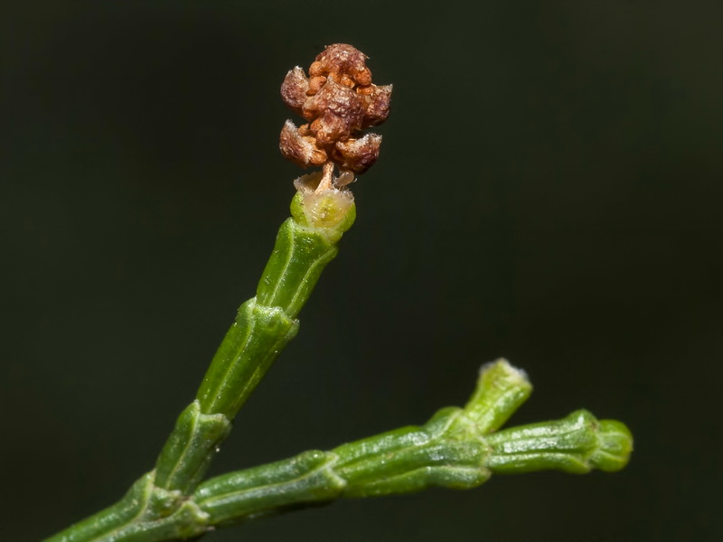 Tetraclinis articulata.06