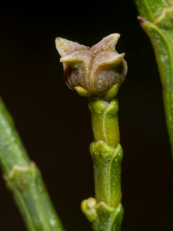 Tetraclinis articulata.08