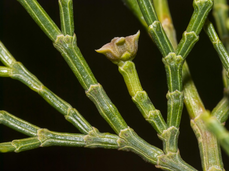 Tetraclinis articulata.10