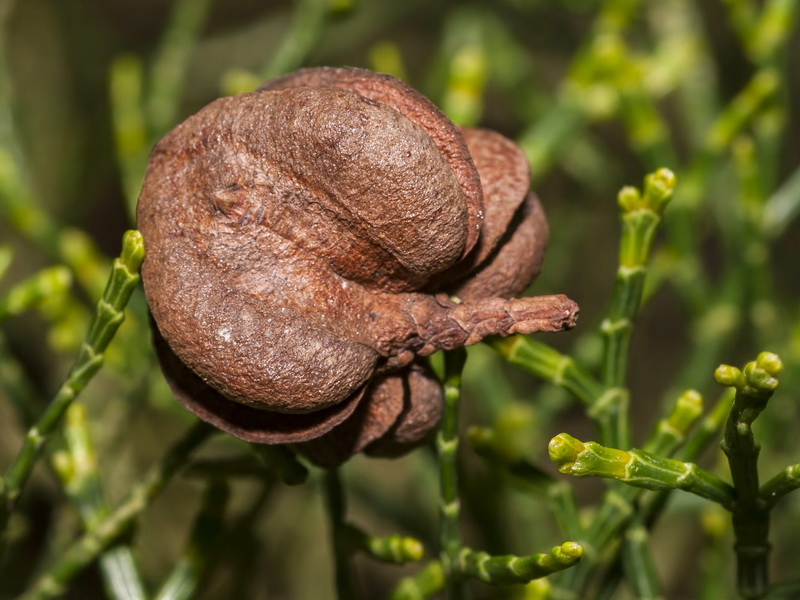 Tetraclinis articulata.12