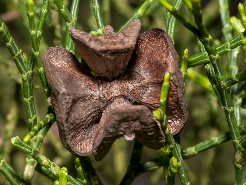 Tetraclinis articulata.13