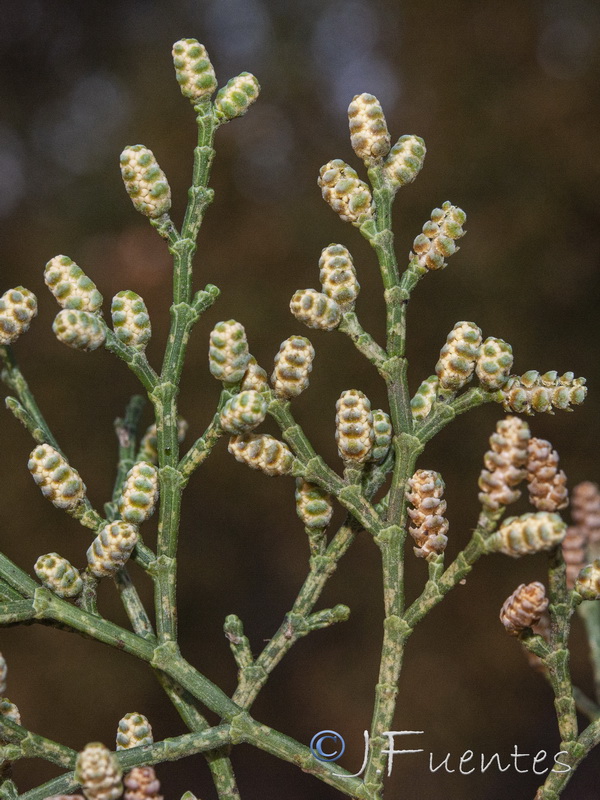 Tetraclinis articulata.16