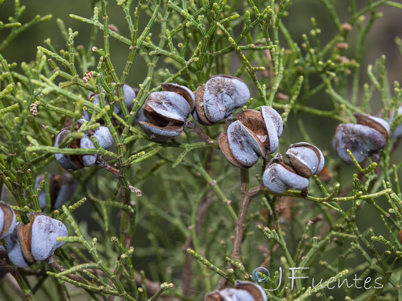 Tetraclinis articulata.18