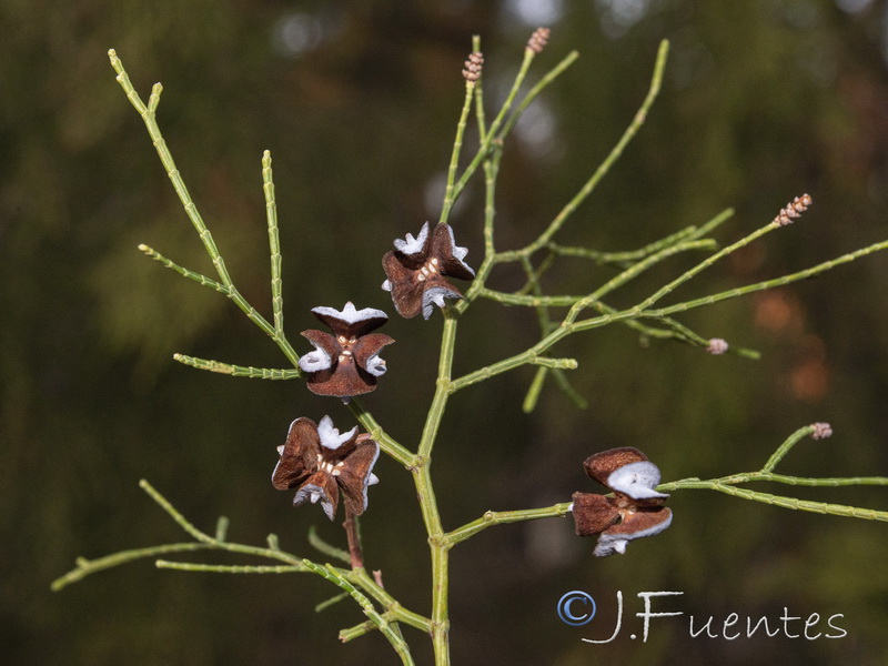 Tetraclinis articulata.20