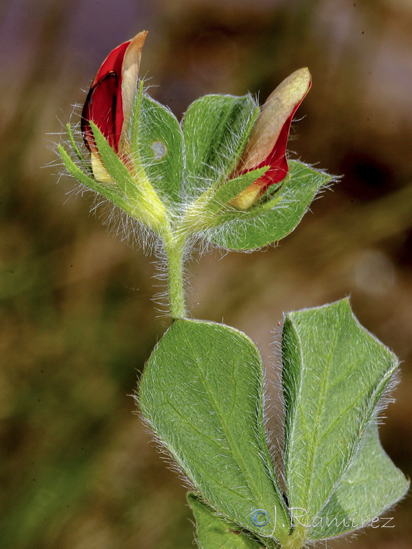 Tetragonolobus conjugatus requienii05