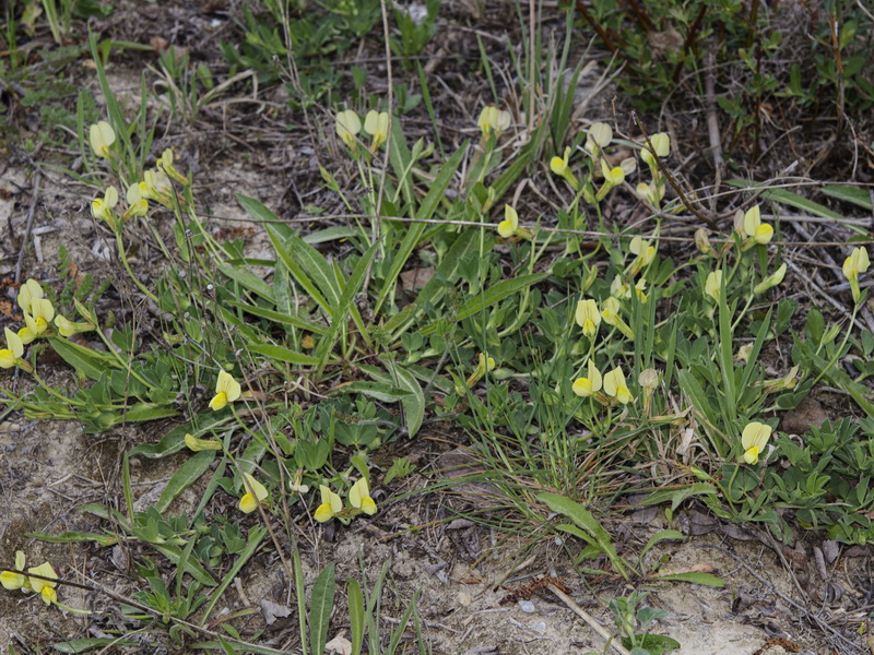 Tetragonolobus maritimus.03