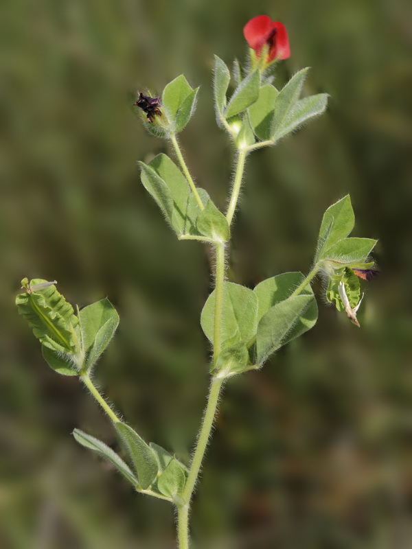 Tetragonolobus purpureus.02