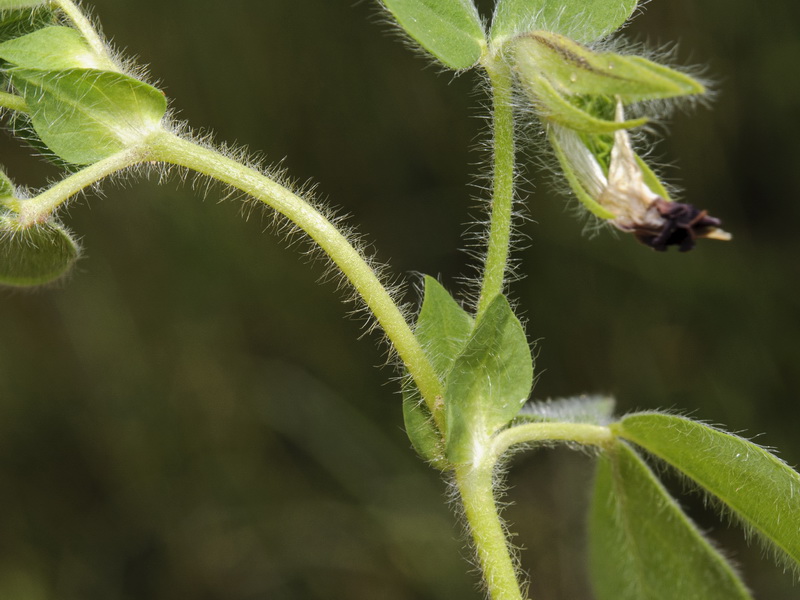 Tetragonolobus purpureus.03