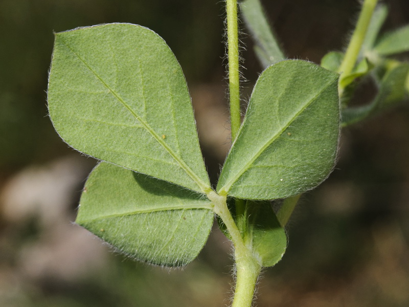 Tetragonolobus purpureus.04