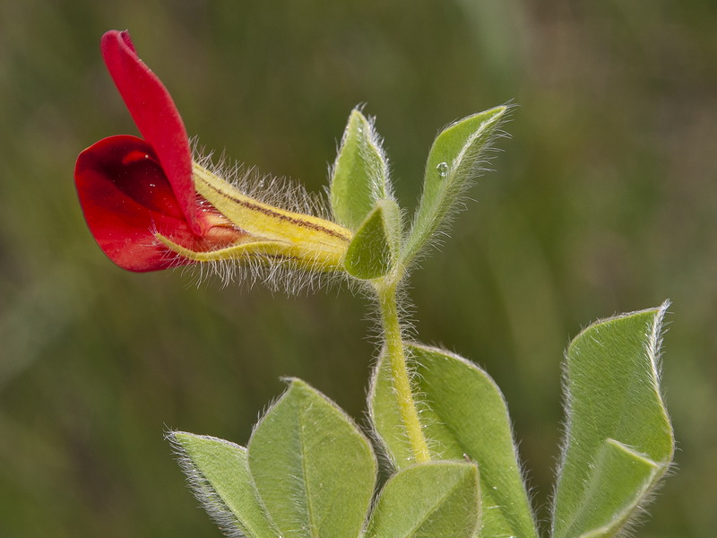 Tetragonolobus purpureus.05