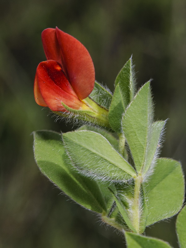 Tetragonolobus purpureus.06