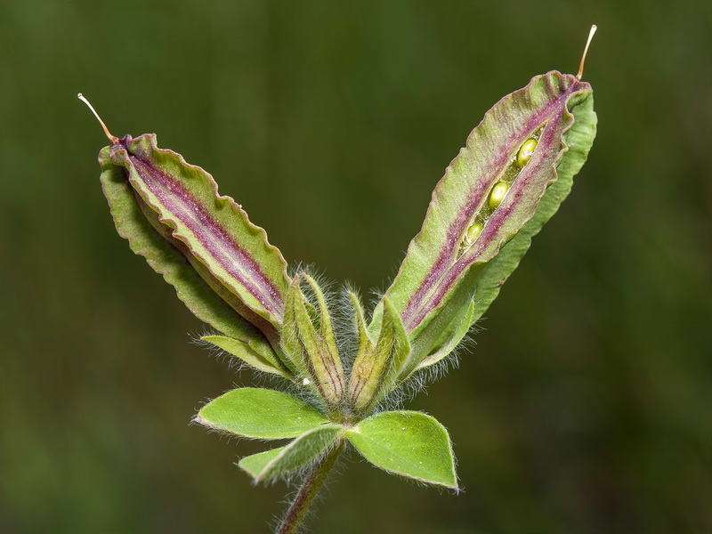 Tetragonolobus purpureus.11